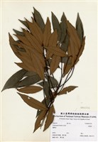 藏品(火燒柯)的圖片